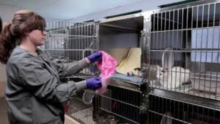 Chele's Cat Care logo