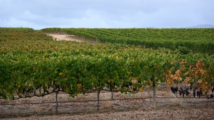 Abiding in the Vineyard logo