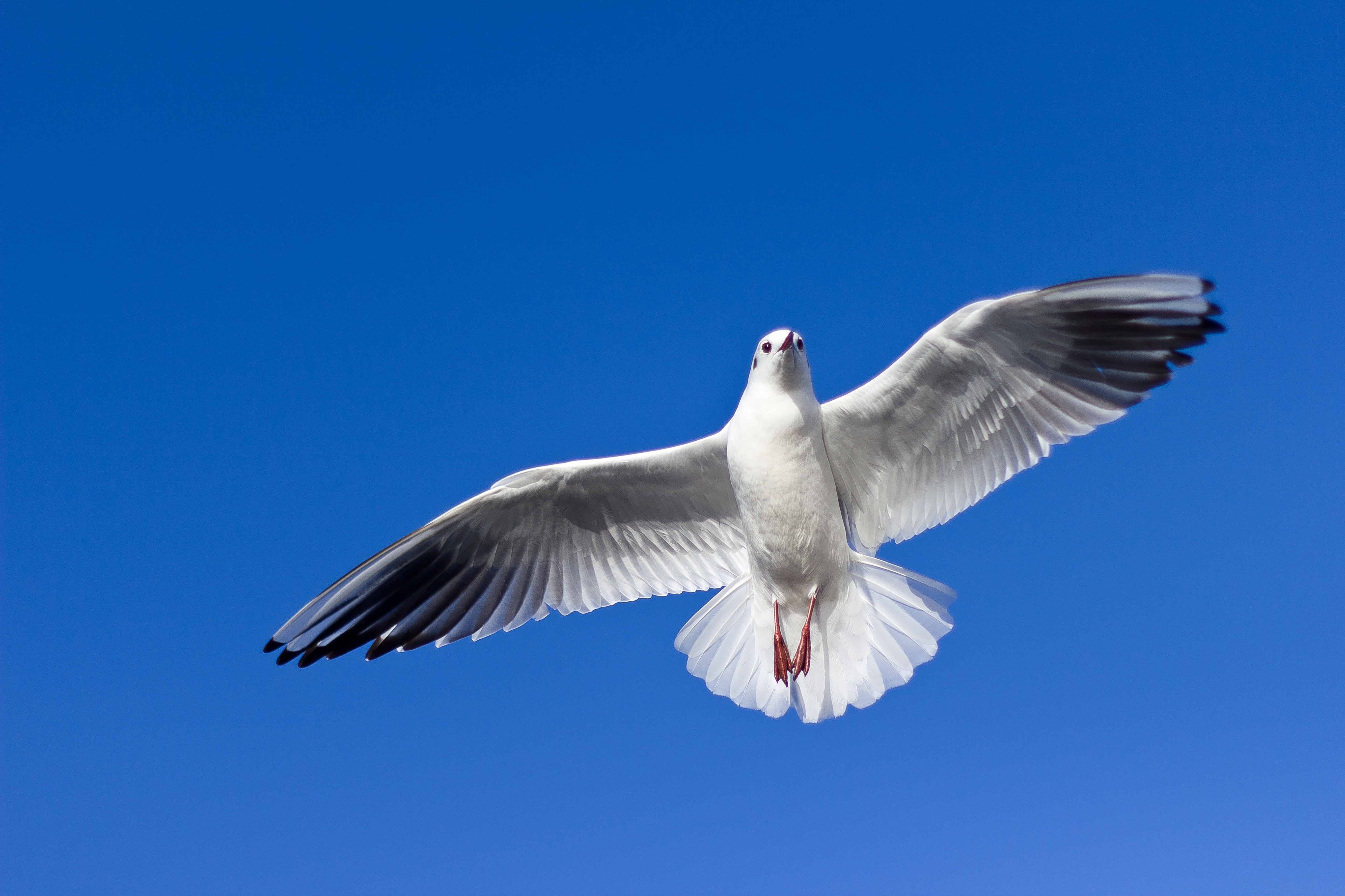 Dove