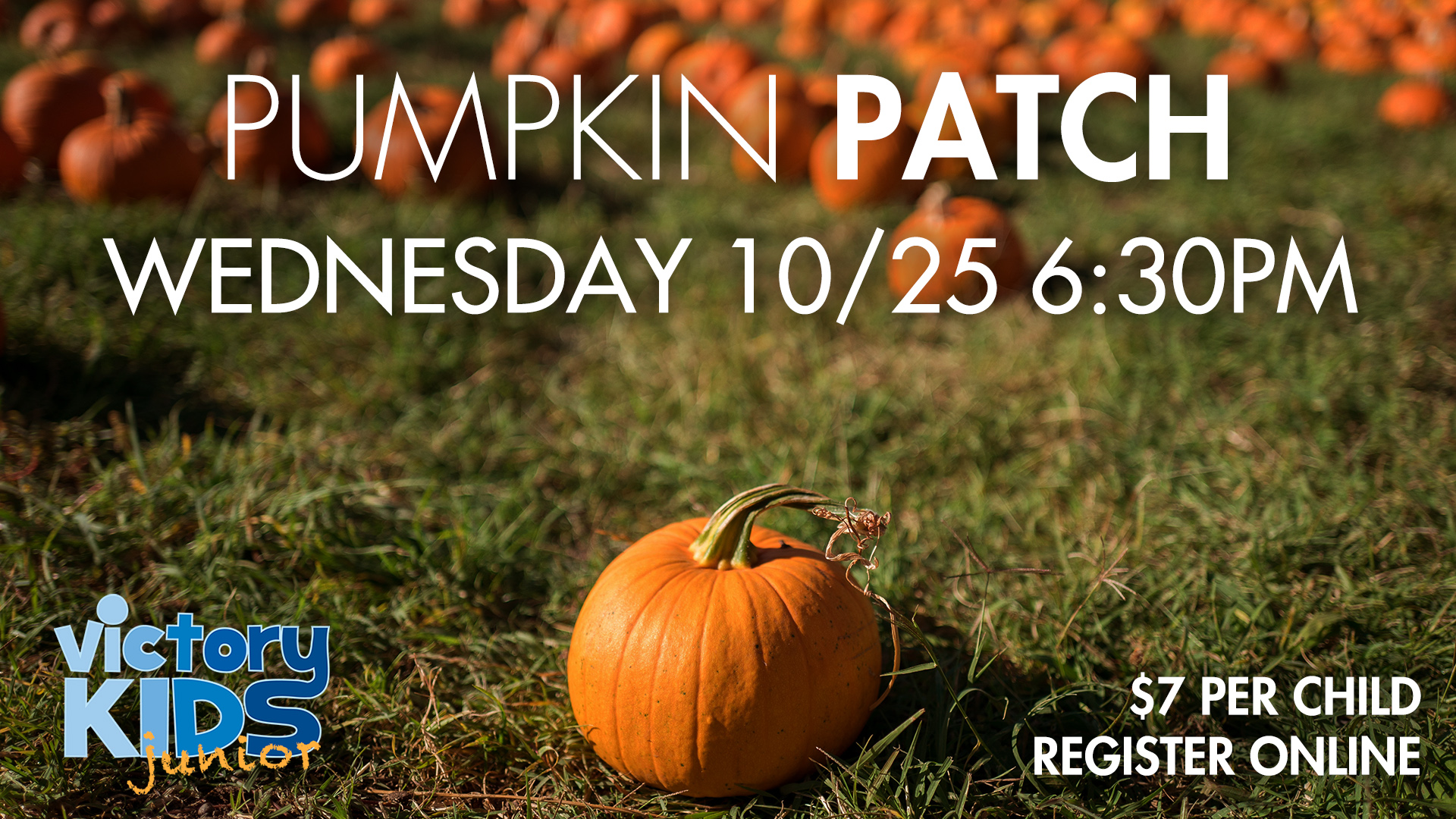 Vkj pumpkin patch